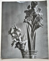 Fleur vase composition photo photographie v. 1940 attribution André DURAND