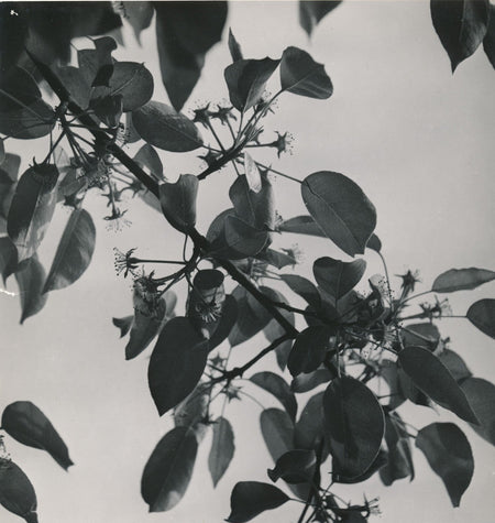 Roger LENGLET photographe poire william nature photo photographie