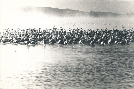 Kenya lac Nakuru flamants roses photo photographie v. 1960-70 C. Lozouet