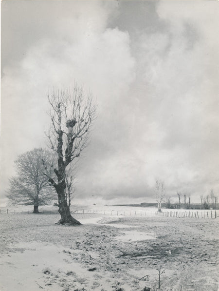 photo Paysage hiver argentique époque années 1950 arbre forêt