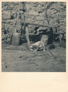 portrait chiot cour de ferme tirage argentique époque  v. 1940-1950 photographie