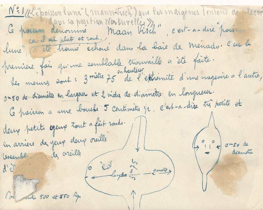 pêche poisson lune géant Indonésie 1922 2 tirages argentique époque