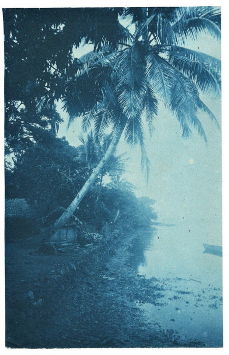 Paysage au palmier cyanotype années 1920 photo photographie