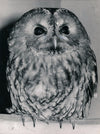 Photographie Chouette hulotte tirage argentique époque 1969 photo presse oiseau
