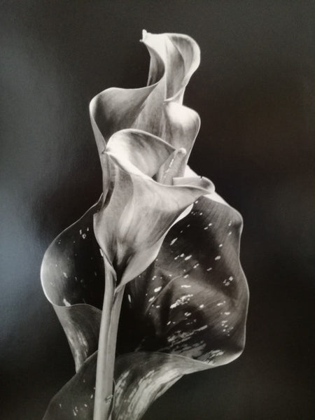 Photographie fleur Marion Valentine tirage argentique signée numérotée photo