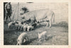 Truie avec porcelets Les Champs-Géraux Côte d’Armpor 1948 snapshot photo