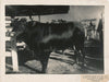 Taureau du Paraguay agriculture tirage argentique d'époque v. 1930-1940 photo