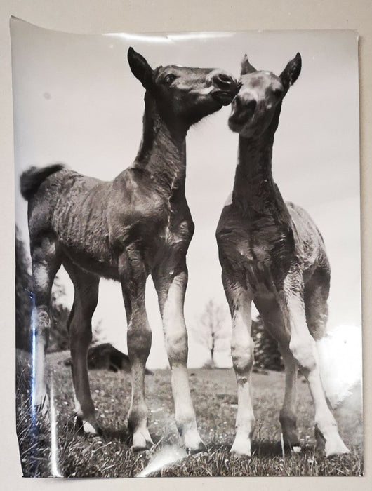 Les poulains animaux photo photographie fumée vers 1950