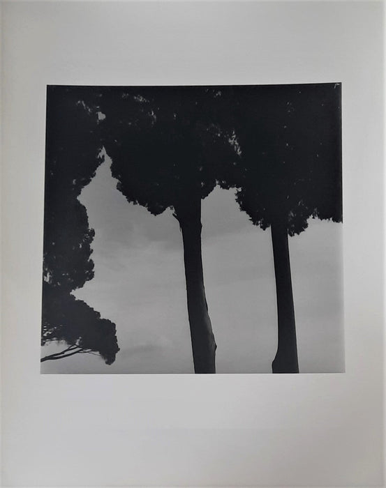 Arbres Philippe Reverdot photo photographie époque cachet au dos