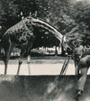 Zoo La girafe et la caméra photo photographie époque v. 1930