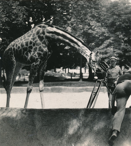 Zoo La girafe et la caméra photo photographie époque v. 1930