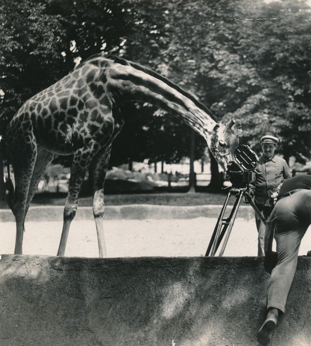 Zoo La girafe et la caméra photo photographie époque v. 1930