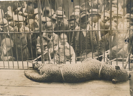 Le jaguar zoo 2 photo photographies époque v. 1937