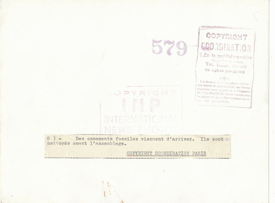 ossements fossiles : « Ils sont nettoyés avant assemblage » photo photographie