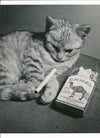 Chaton et cigarette photo photographie publicité cachet ADEP v. 1950