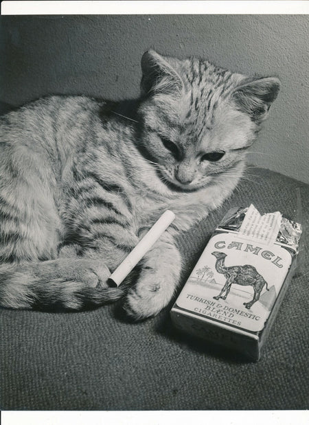 Chaton et cigarette photo photographie publicité cachet ADEP v. 1950
