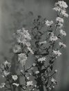 fleur Printemps par Geza VANDOR photo photoghraphie époque fleurs