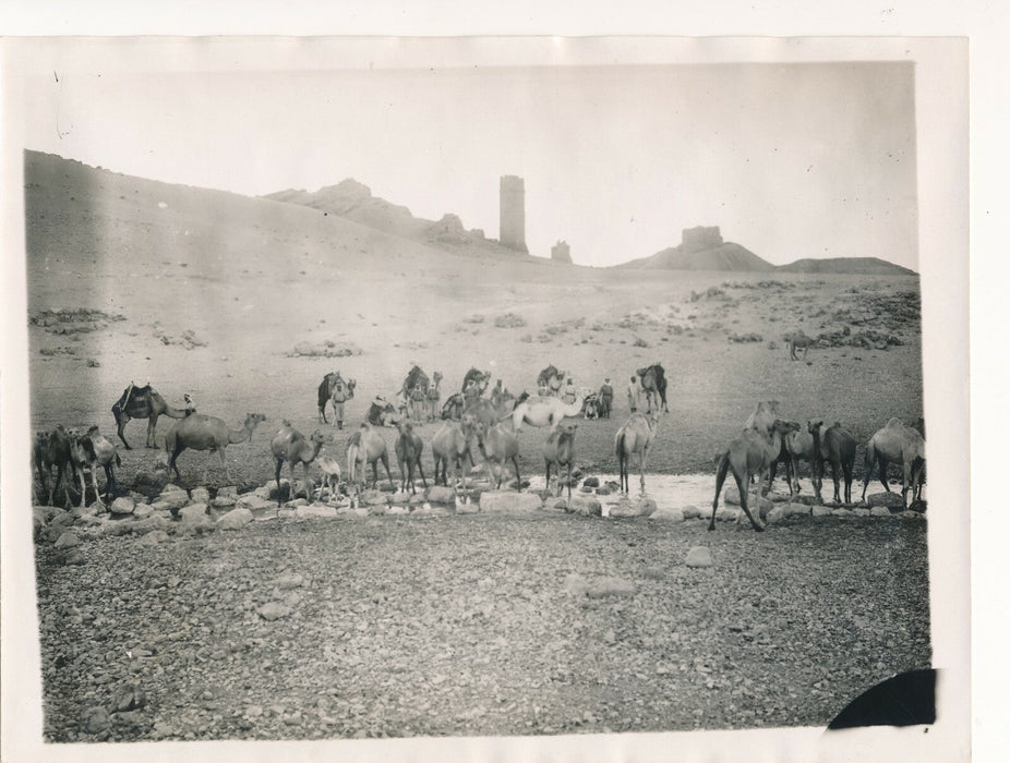 Palmyre Syrie tirage époque v. 1927-1929 photo photographie chameaux