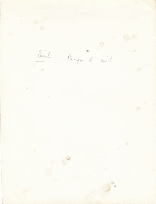 Rayon de miel photo photographie époque v. 1950nature abeille macrophotographie