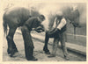 Ferrage des chevaux fer à cheval 5 tirages argentiques d'époque, vers 1930