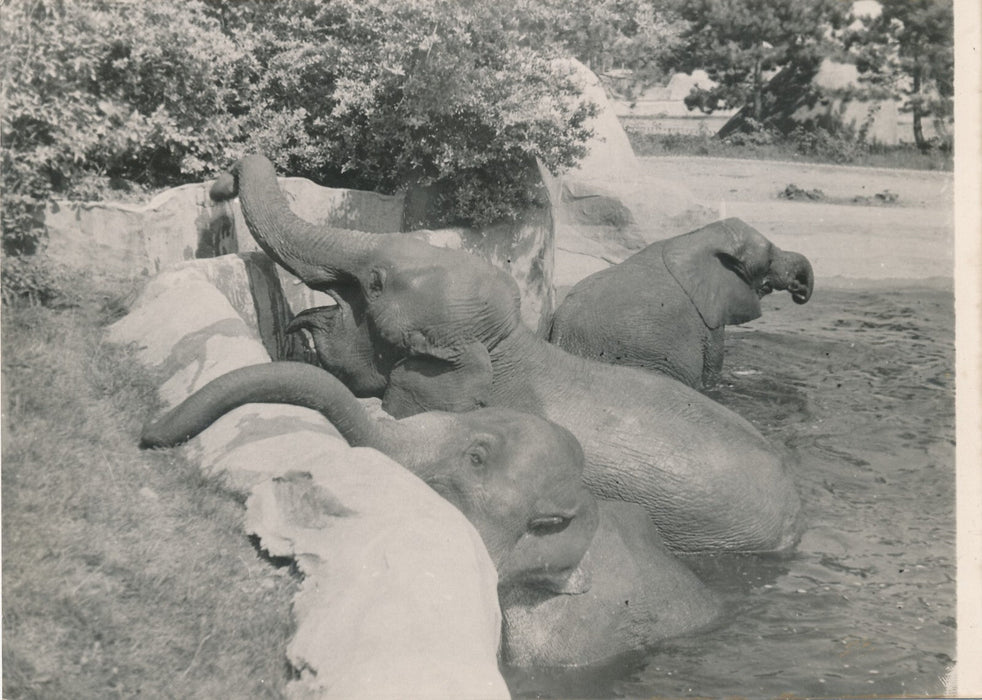 2 photos éléphant zoo v. 1930 photo photographie époque