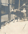 hyène vers 1910 3 photographies photo cage laisse époque vintage