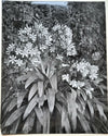 André DURAND photographe années 1930-1950 fleurs feuilles photo photographie