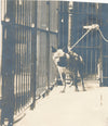 hyène vers 1910 3 photographies photo cage laisse époque vintage