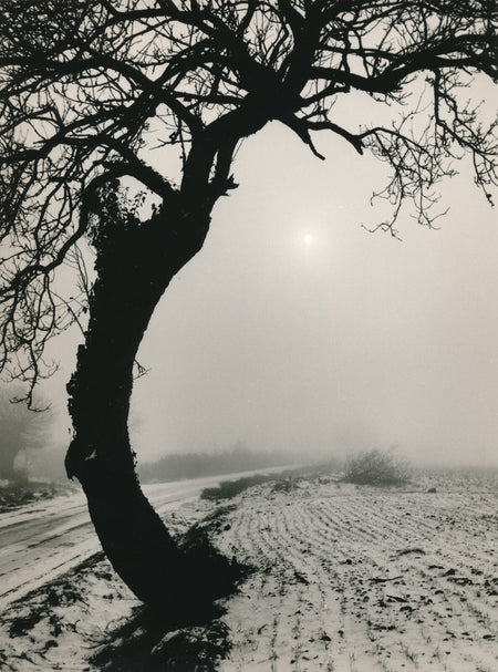Paysage neige arbre photo photographie époque Vihiers Maine-et-Loire