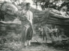 Cinéma Kon Ichikawa : Biruma no tategoto 8 photos époque vintage Harpe Birmanie