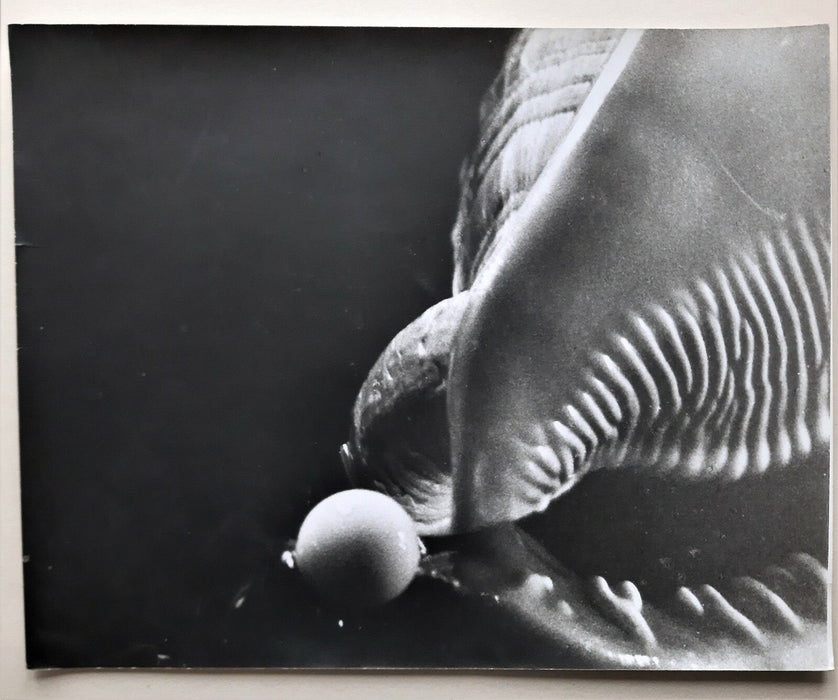 Coquillage et perle Tirage argentique d’époque, années 1970, sur papier baryté. 