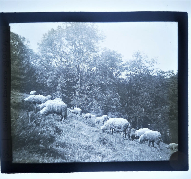 Tremorvezen Carnac Trégastel Perros-Guirec animaux 9 positif verre photo