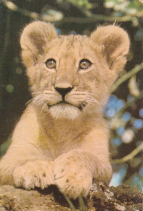 Royauté Roi Michel Ier de Roumanie carte postale autographe Anne de Bourbon