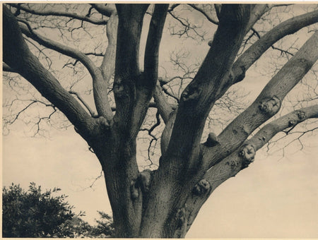 photographie arbre tirage argentique d'époque vintage anonyme