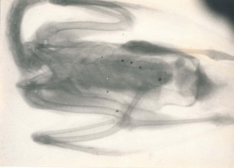 Radio image scanner photo photographie palmipède radiographie