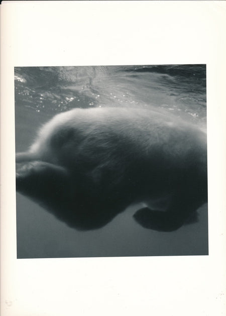 Philippe REVERDOT photo photographie animal argentique cachet au dos