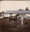 Cheval Auffay Seine Maritime haras box 10 photo photographies tirage citrate