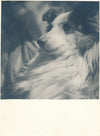 portrait chien 2 tirages argentiques époque v. 1940-1950 photographie