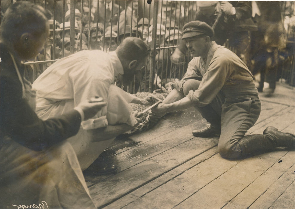 Le jaguar zoo 2 photo photographies époque v. 1937