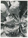 Étude de plante forme 2 photo photographie vintage vers 1950