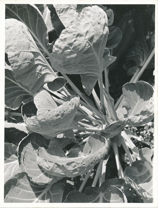 Étude de plante forme 2 photo photographie vintage vers 1950