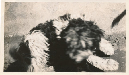 snapshot chien flou abstraction argentique amateur  Photo 