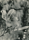 6 photographies argentiques fleur années 1950 pétale nature photo