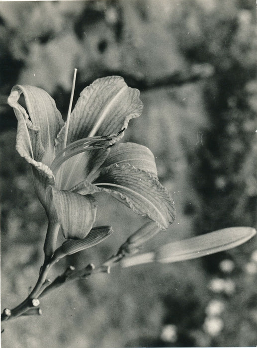 6 photographies argentiques fleur années 1950 pétale nature photo