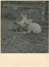 Lapin 2 photographies argentiques d'époque sur papier épais
