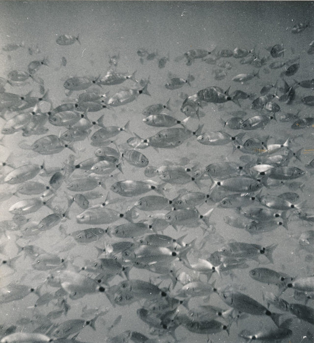 Banc oblades Méditerranée poisson photo photographie sous marine époque
