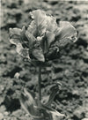 6 photographies argentiques fleur années 1950 pétale nature photo