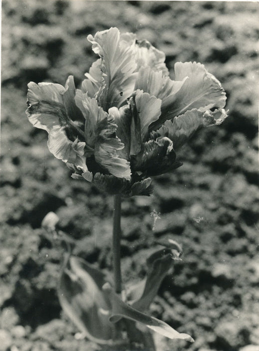 6 photographies argentiques fleur années 1950 pétale nature photo
