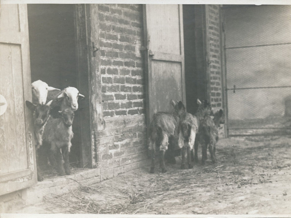 Institut Pasteur 2 photo photographies poules et moutons expérience animaux