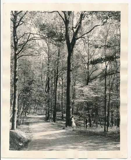 arbres jardins Virginia cornouillers en fleurs Etats Unis photo photographie